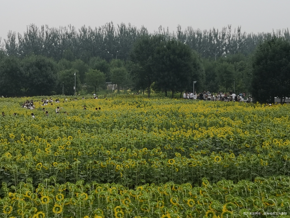 今天的奥森今天的向日葵🌻