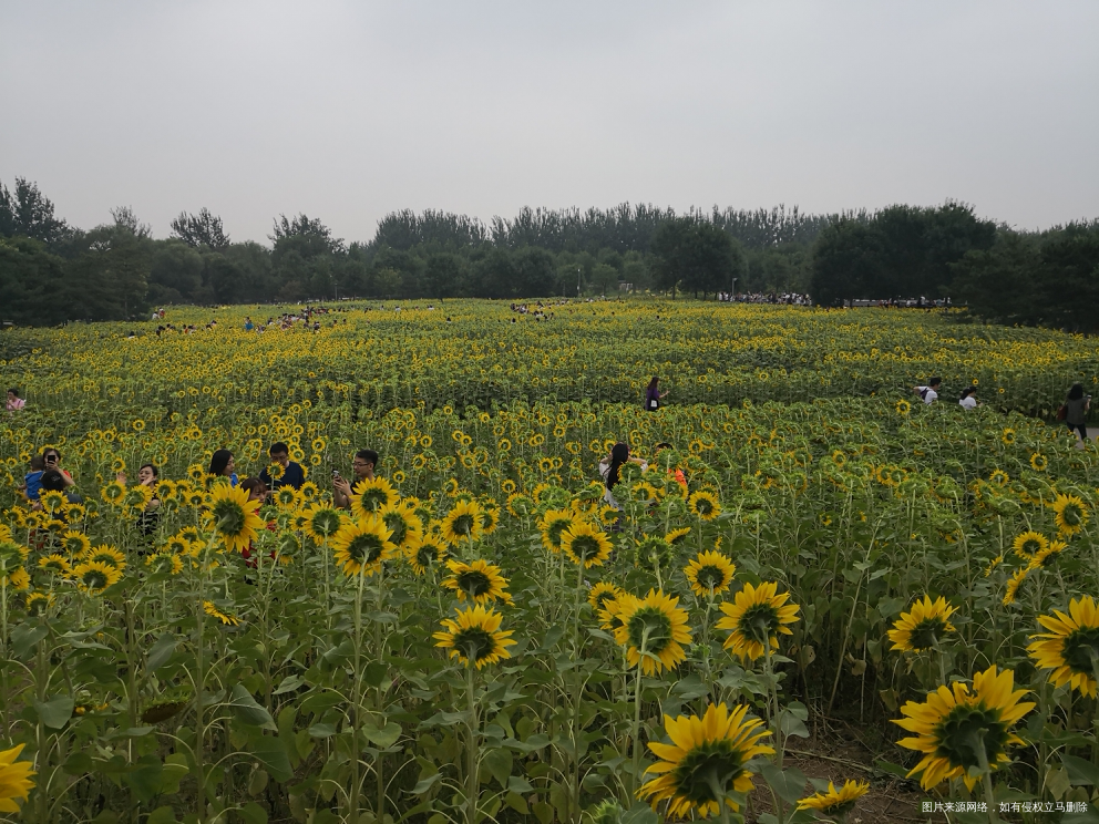 今天的奥森今天的向日葵🌻