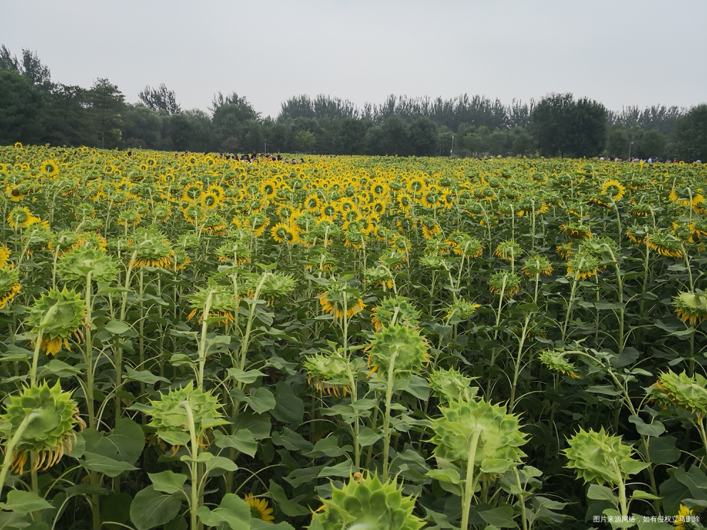 今天的奥森今天的向日葵🌻
