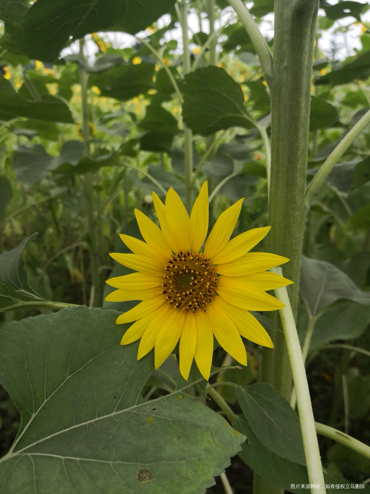 今天的奥森今天的向日葵🌻