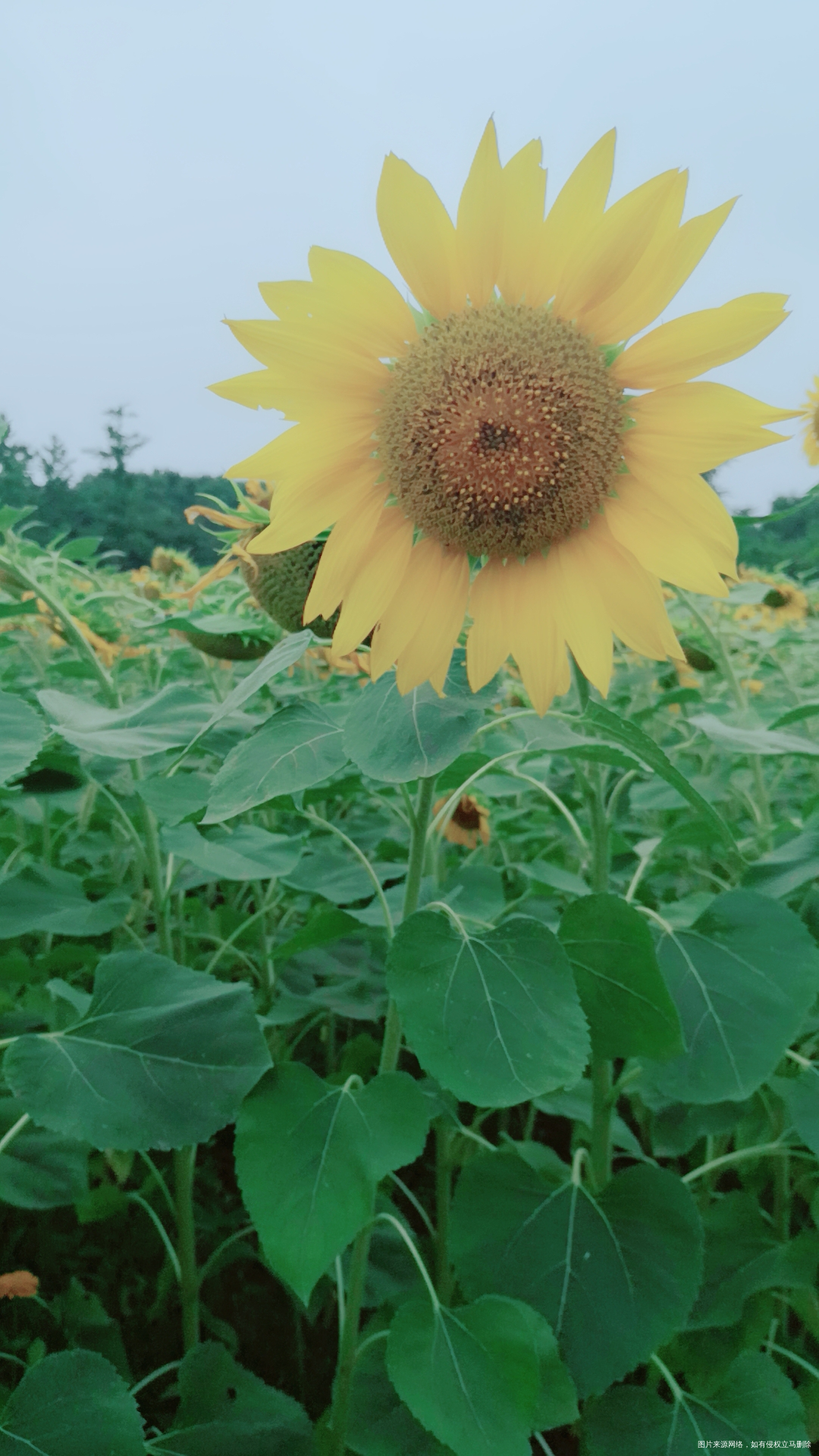 今天的奥森今天的向日葵🌻