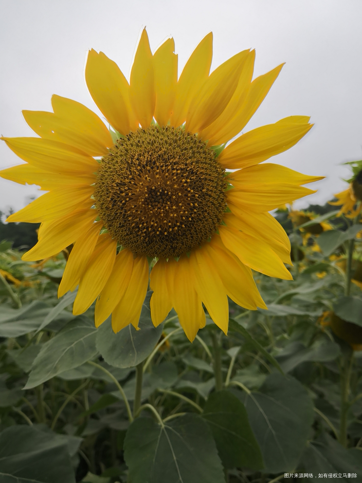 今天的奥森今天的向日葵🌻