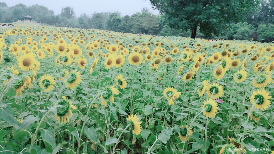 今天的奥森今天的向日葵🌻