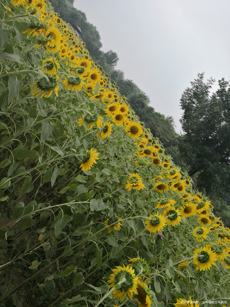 今天的奥森今天的向日葵🌻