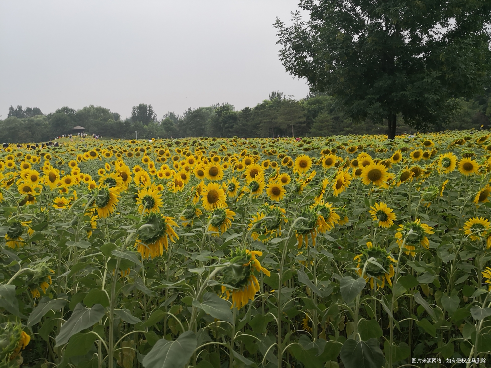 今天的奥森今天的向日葵🌻