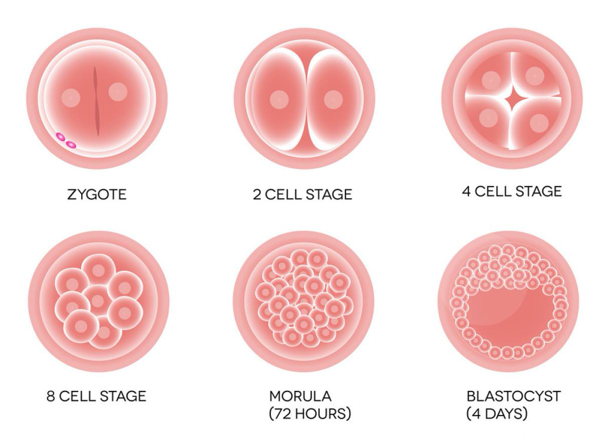 关于囊胚的级别你了解吗？