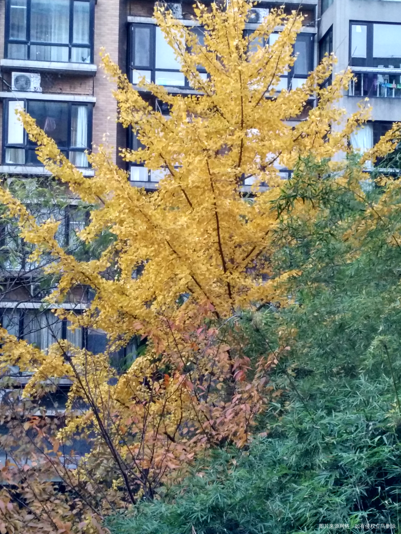 院子里的银杏树一片金黄