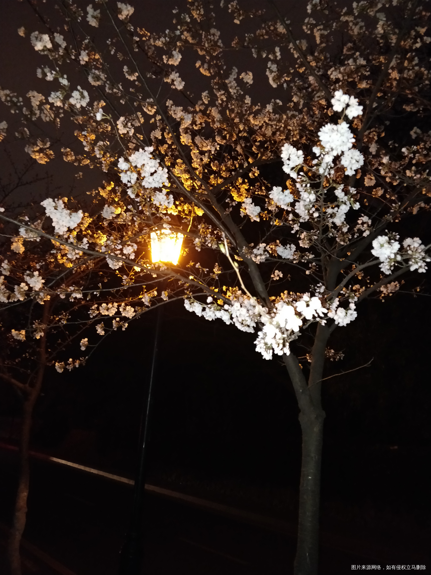 夜观樱花🌸,别有一番风味