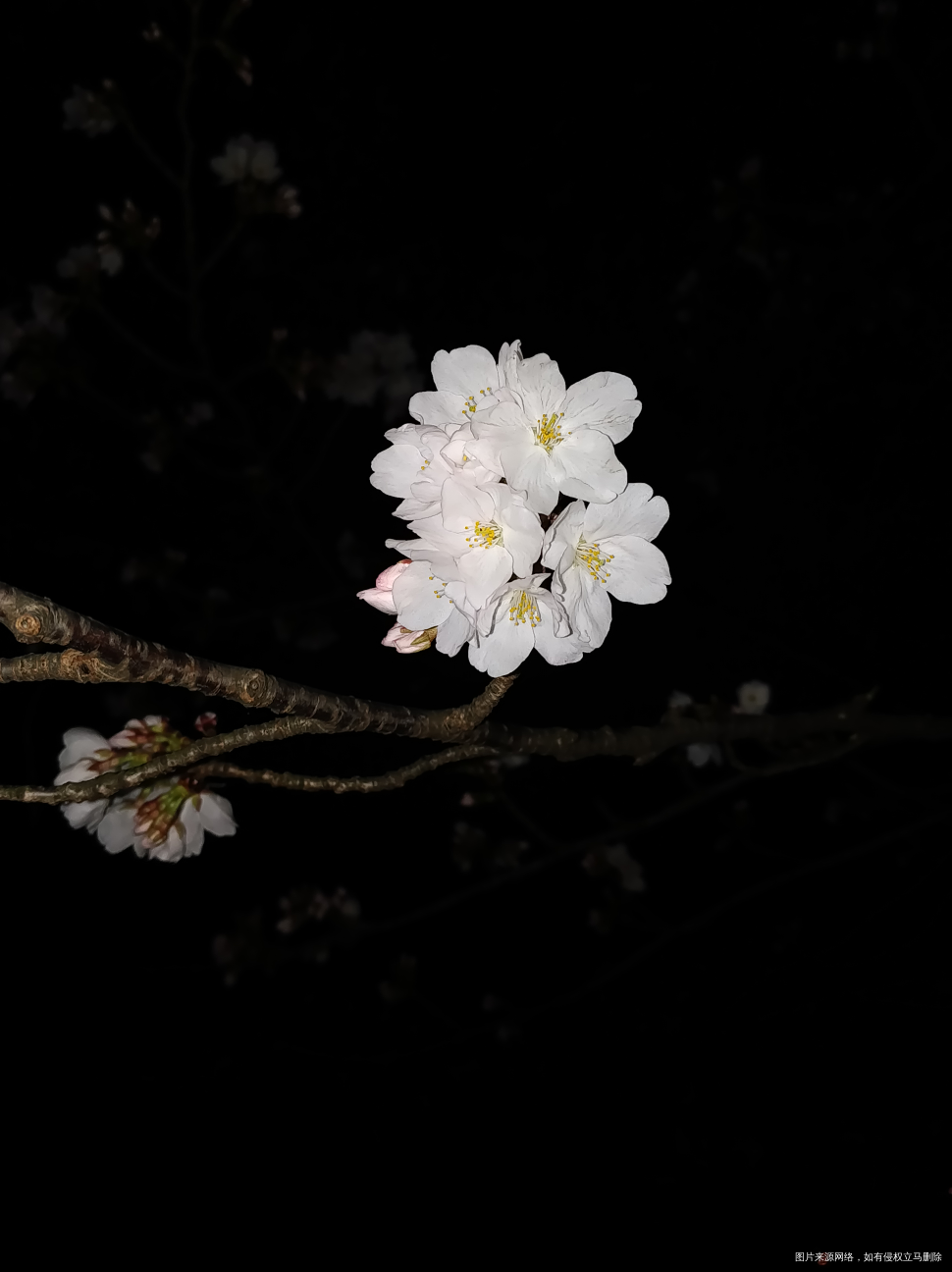 夜观樱花🌸,别有一番风味