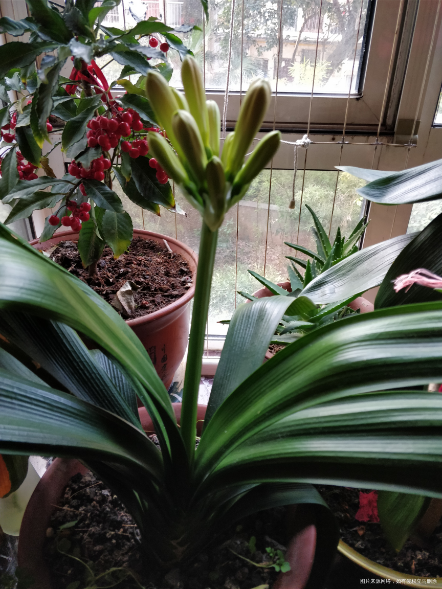 家里的君子兰要开花🌸了