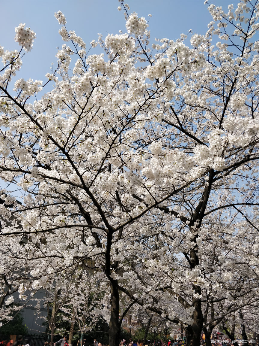 给大家上点樱花🌸美图哈😄