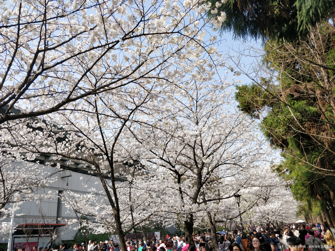 给大家上点樱花🌸美图哈😄
