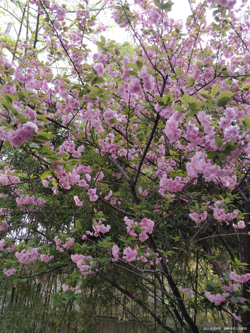 院子里的海棠花开了,好漂亮