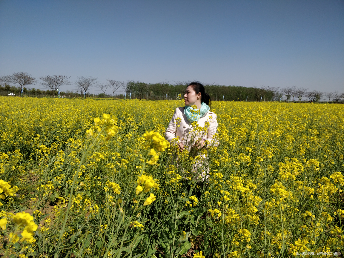 油菜花🌸开,今天天气不错😊