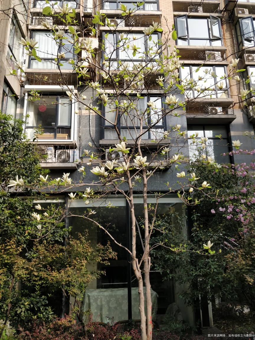 清明一场风雨把小区的玉兰花都吹谢了