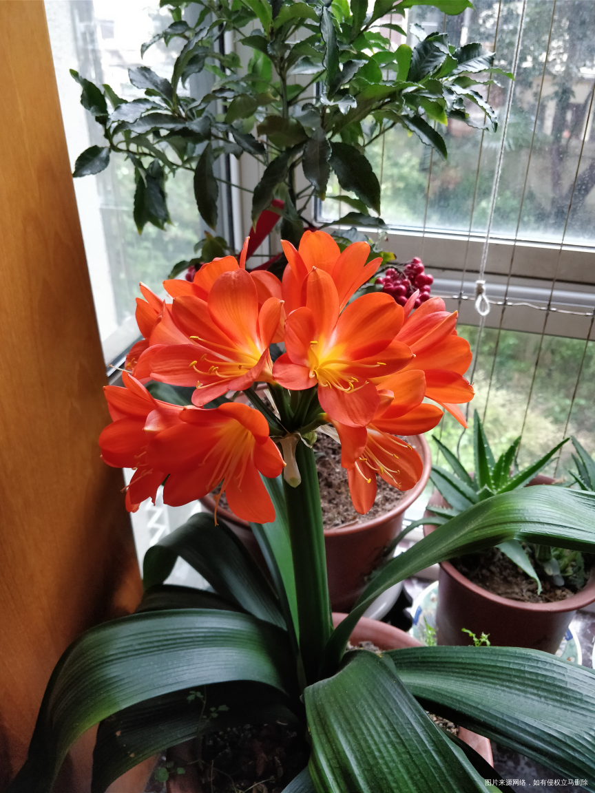 春天是个开花🌸的季节