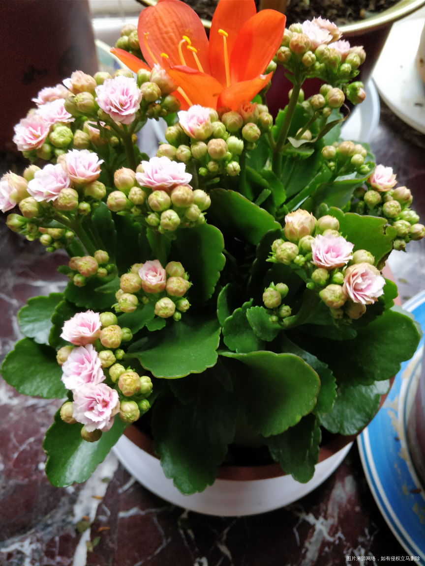 春天是个开花🌸的季节