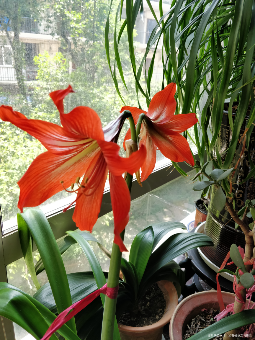 婆婆种的花开花🌸了,好漂亮