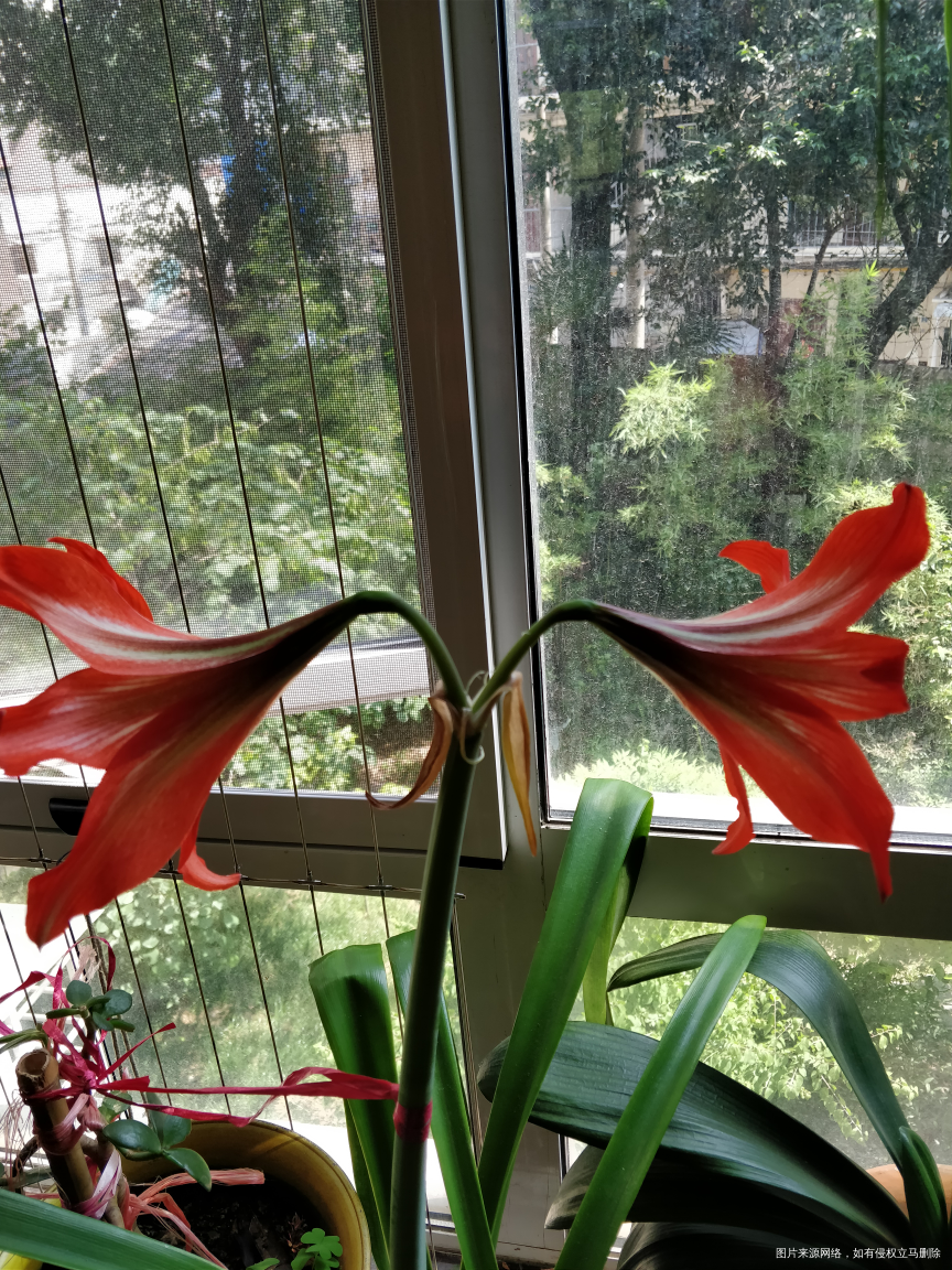 婆婆种的花开花🌸了,好漂亮