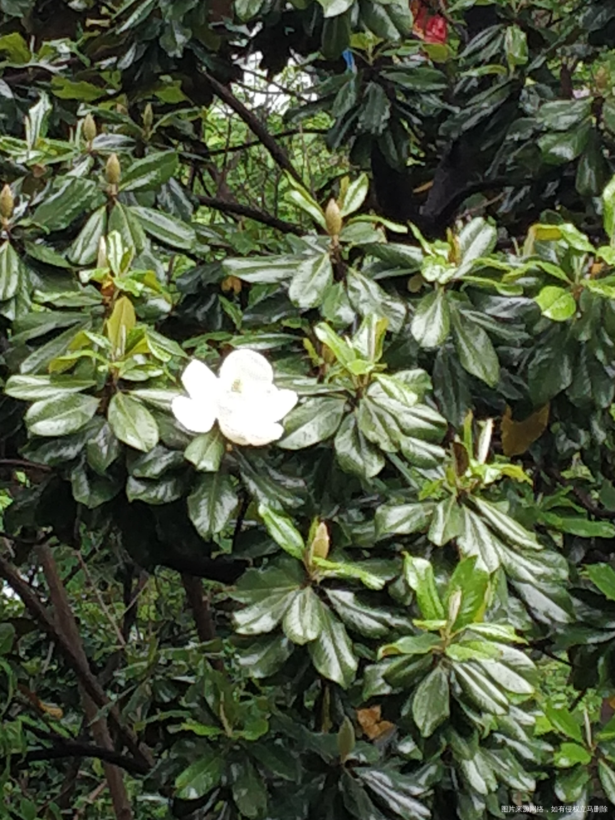 小区的大玉兰树开花了,好大一朵