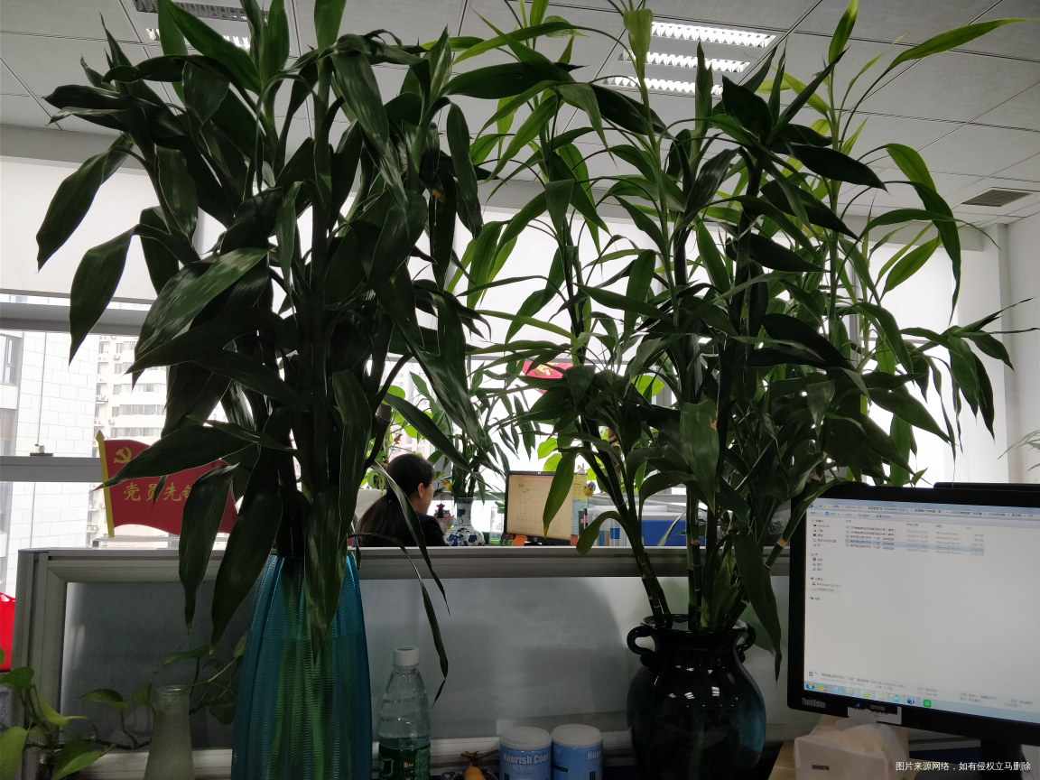 我的富贵竹快快长大吧😄