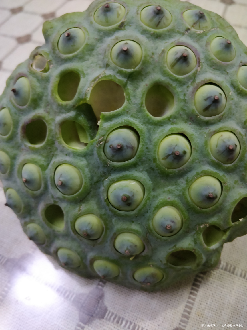 莲蓬子正当季 清火,吃起来