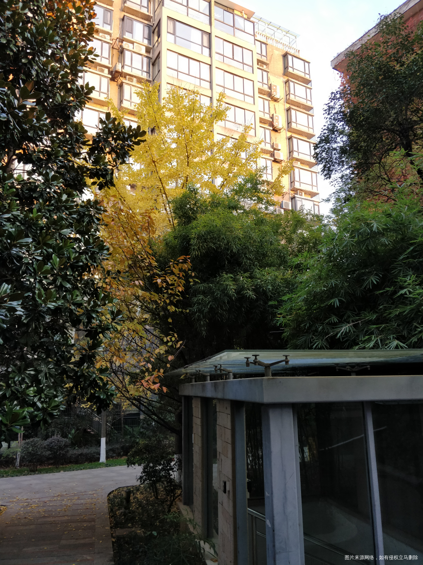 银杏树的叶子开始掉了