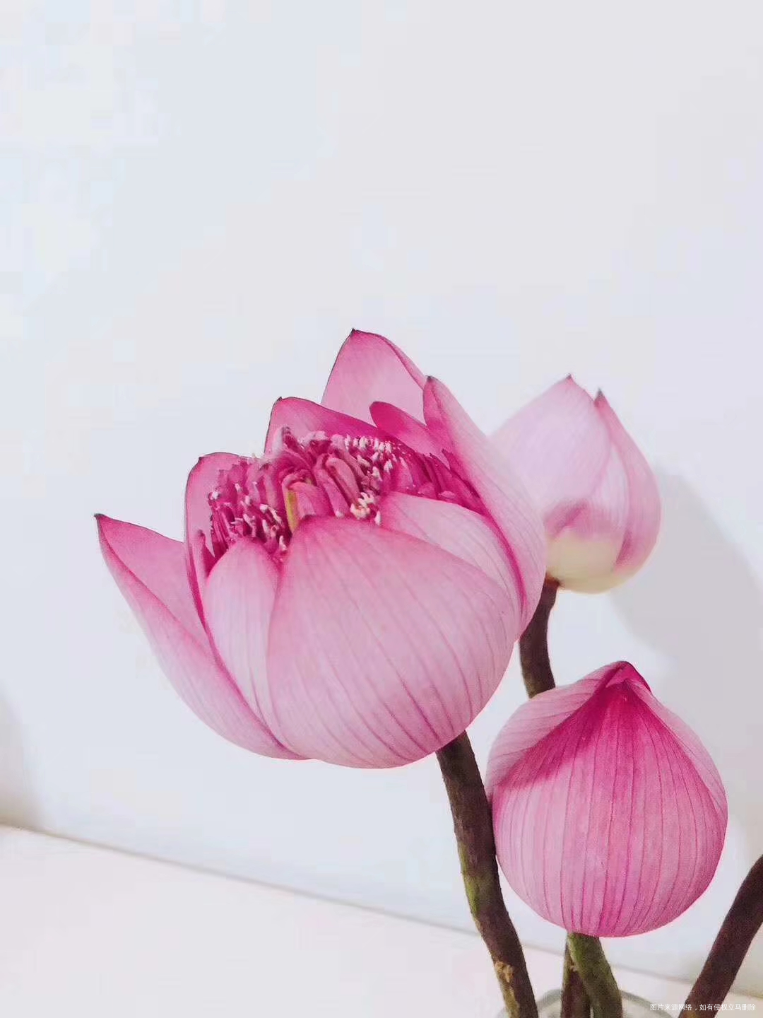 终于可以领红包了,谢谢叮当