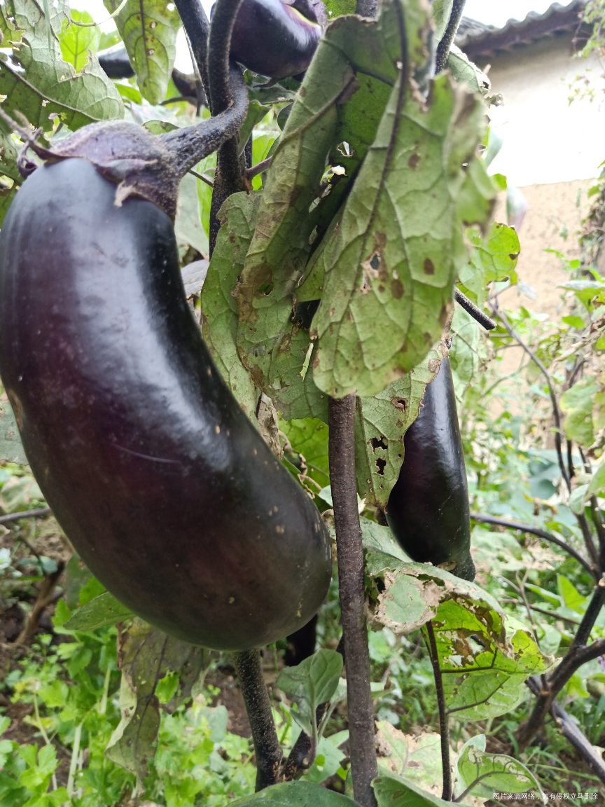 回家来瓜果蔬菜什么都不缺