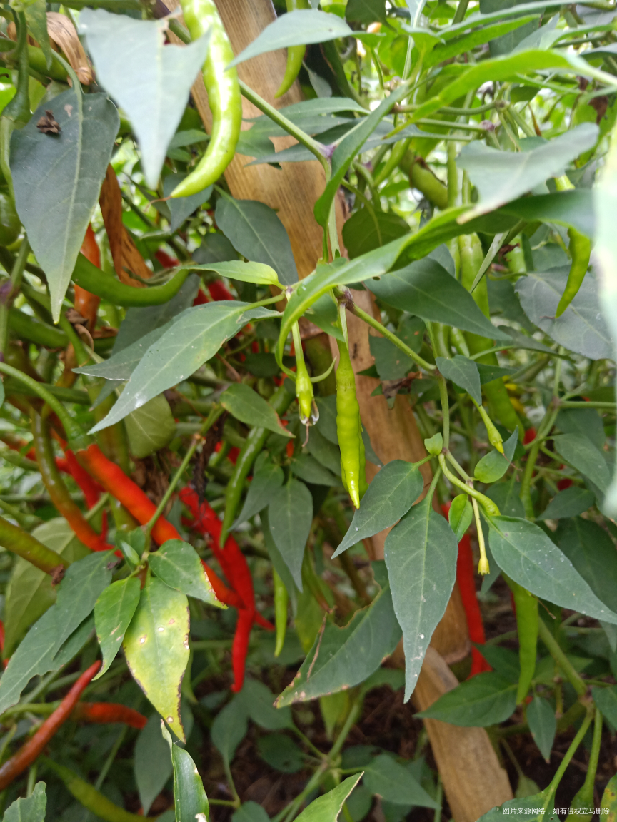 回家来瓜果蔬菜什么都不缺