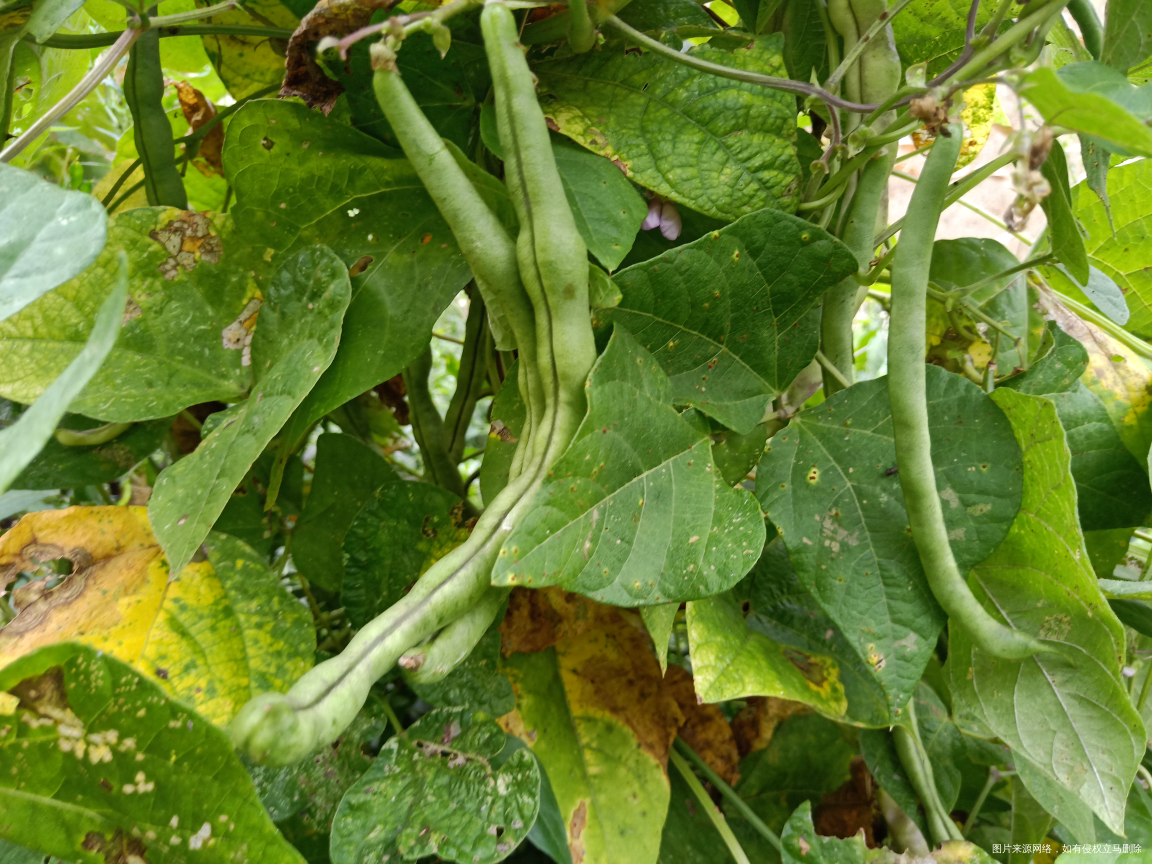 回家来瓜果蔬菜什么都不缺