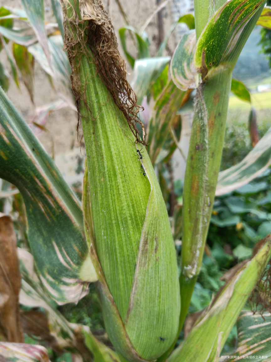 回家来瓜果蔬菜什么都不缺