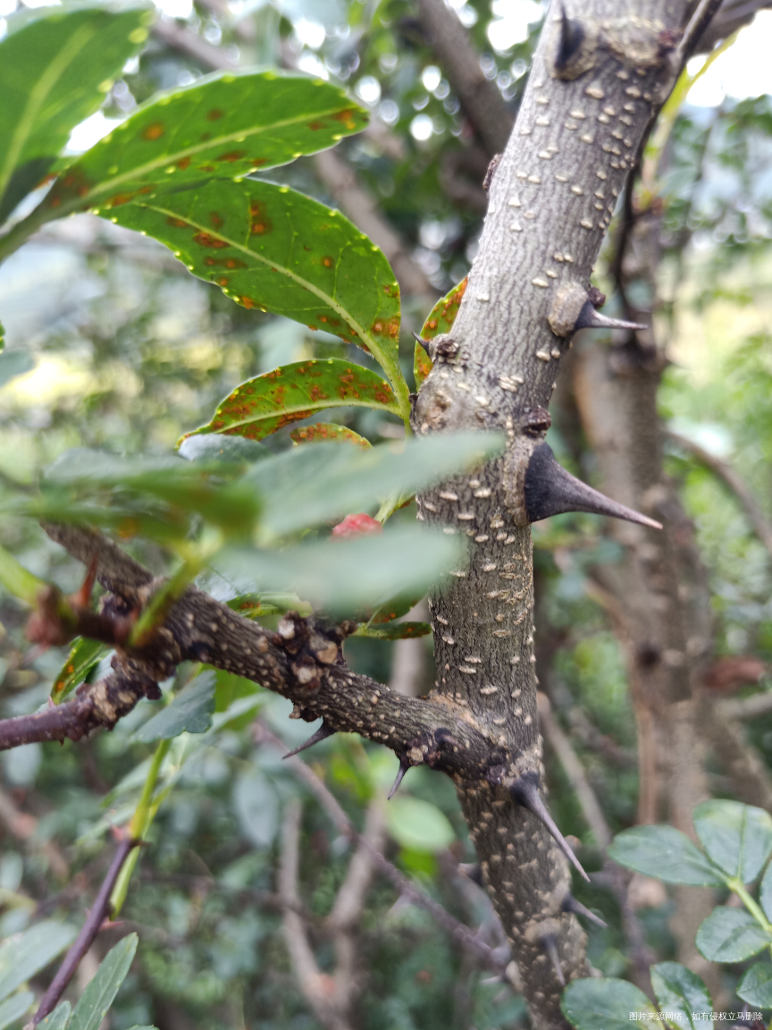 回家来瓜果蔬菜什么都不缺