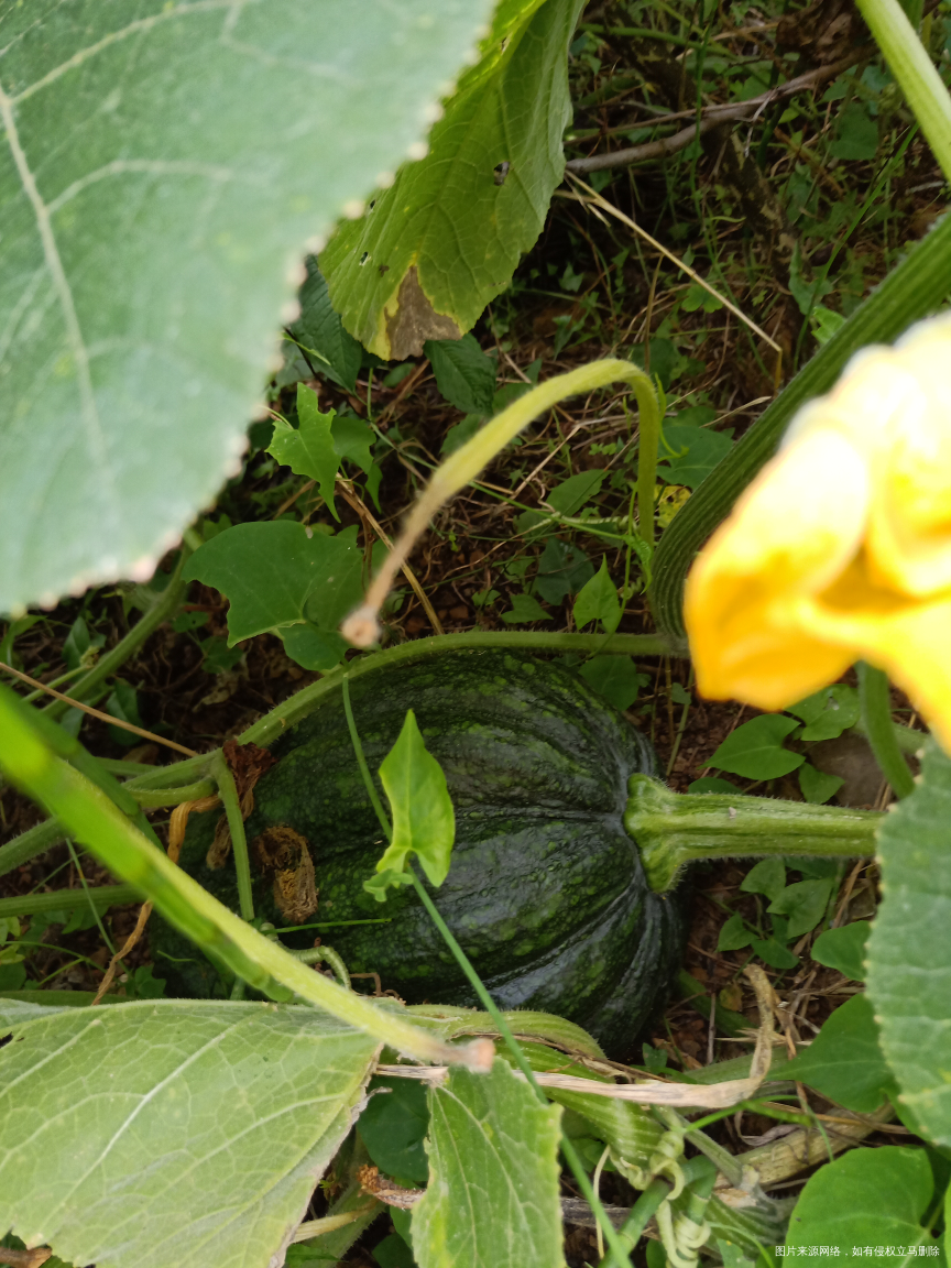 回家来瓜果蔬菜什么都不缺