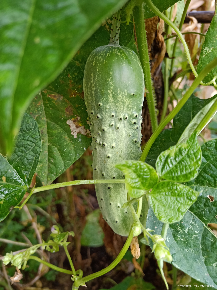回家来瓜果蔬菜什么都不缺