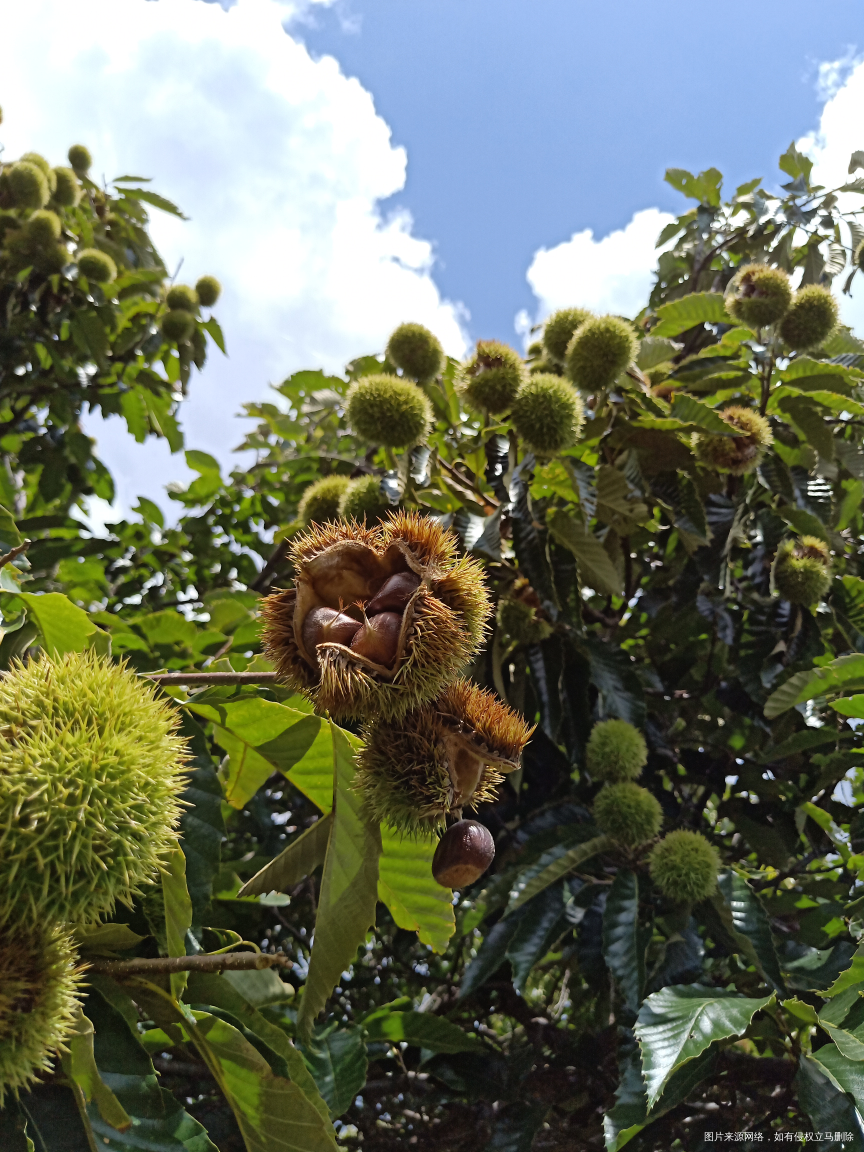 回家来瓜果蔬菜什么都不缺
