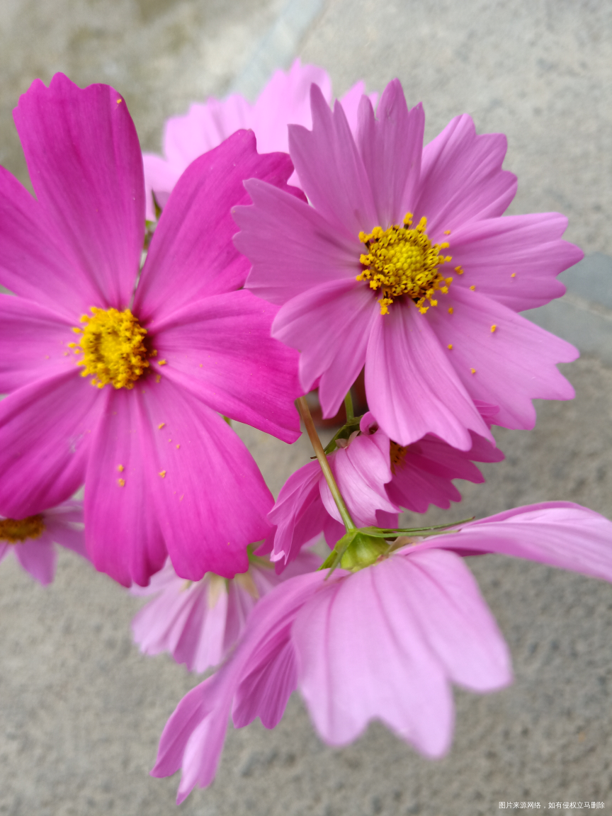 听说这是老爸回家路上采的花