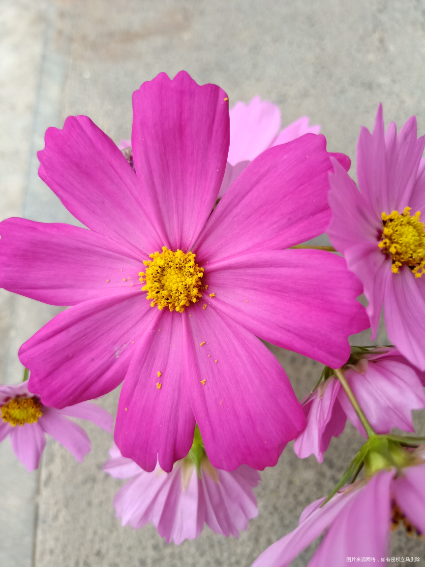 听说这是老爸回家路上采的花