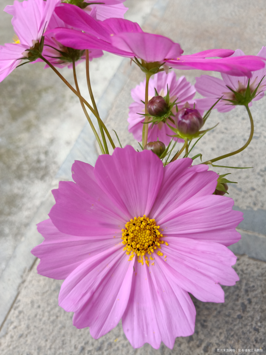 听说这是老爸回家路上采的花