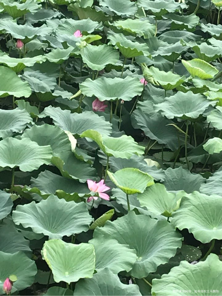 公园里荷花都开啦,还不错