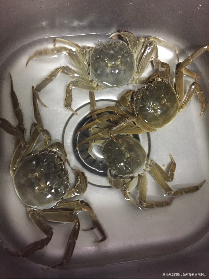蒸螃蟹的时候真的感觉很残忍!