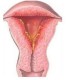 子宫内膜CD138检测与怀孕有何关系