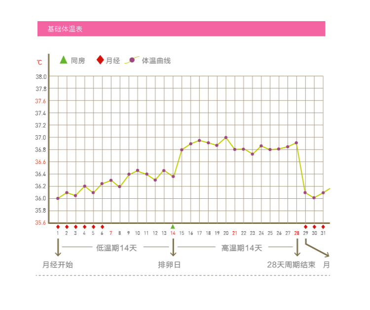 孕律基础体温计