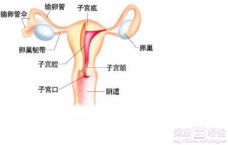 子宫内膜异位症的症状和治疗