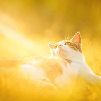 多囊卵巢综合症表现
