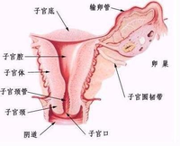 子宫内膜多厚正常
