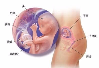 人工授精和试管婴儿一样吗？