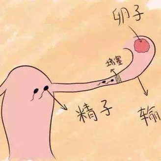 治疗输卵管堵塞难吗 治疗成功率有多大