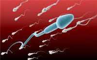 男备孕期间要注意什么 精子畸形率高能不能受孕