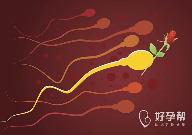 试管婴儿流程 - 移植